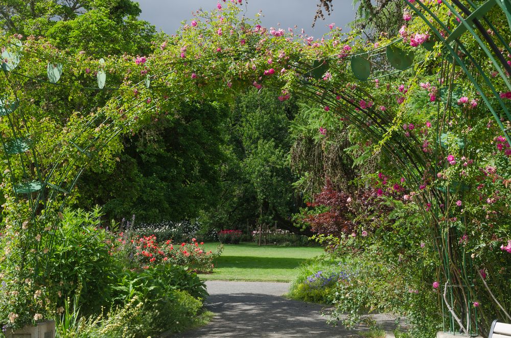 Rose arch at Owen Rose Garden