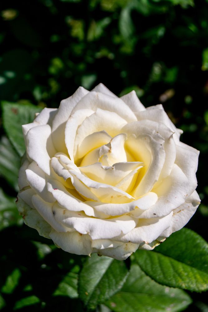 A pretty flower at Owen Rose Garden