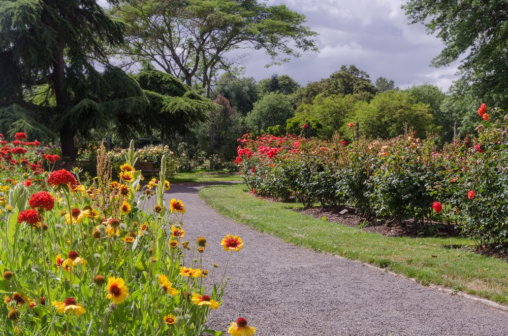 Trail lined with flowers at Owen Rose Garden