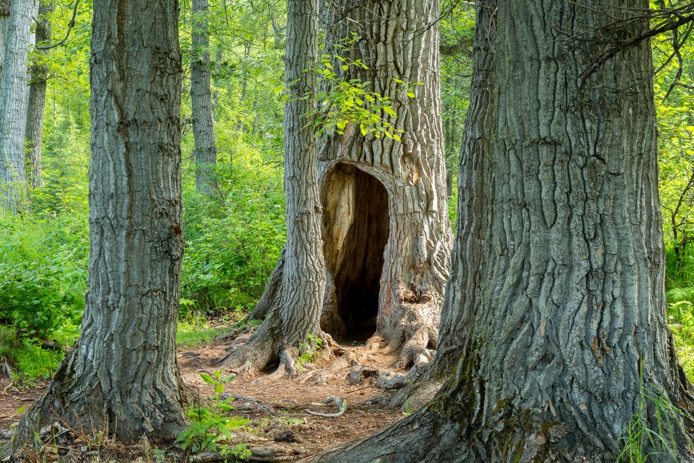 Trees along Eagle River Nature Center's forest