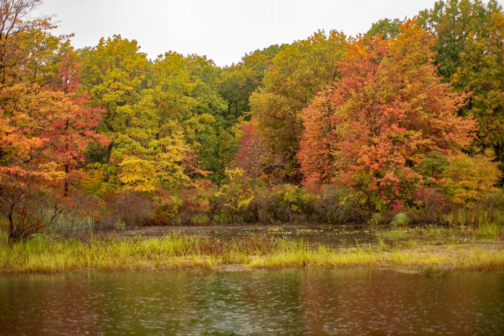 Autumn trees surrounding Presque Isle State Park