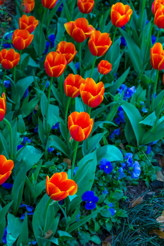 Vibrant flowers along Azalea & Spring Flower Trail