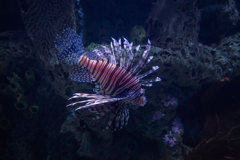 A lionfish in Houston’s Downtown Aquarium