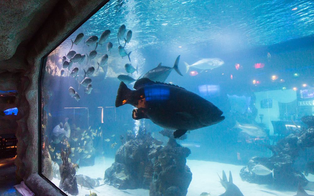 Fish tank in Houston’s Downtown Aquarium