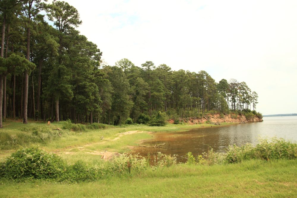 Landscape of Sabine National Forest