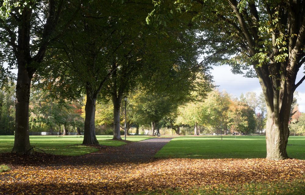 Scenic view of Alton Baker Park