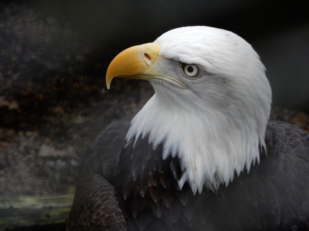 An eagle at Cascades Raptor Center