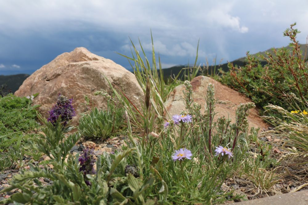 Wildflowers at Mount Goliath Natural Area