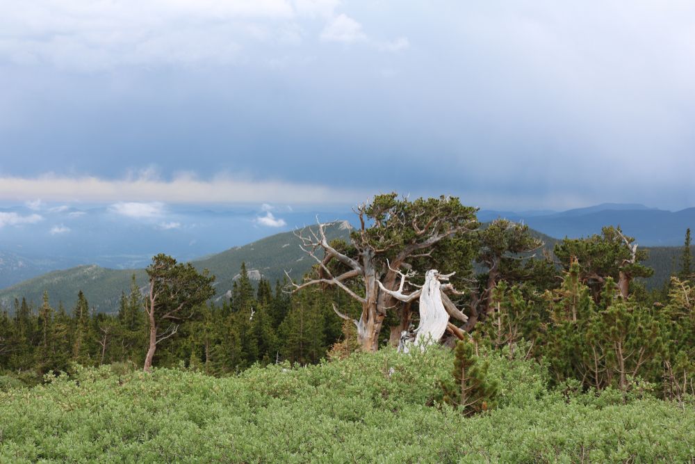 The beautiful view from Mount Goliath Natural Area