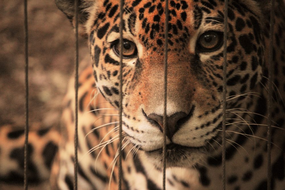 View of a Leopard at Ellen Trout Zoo
