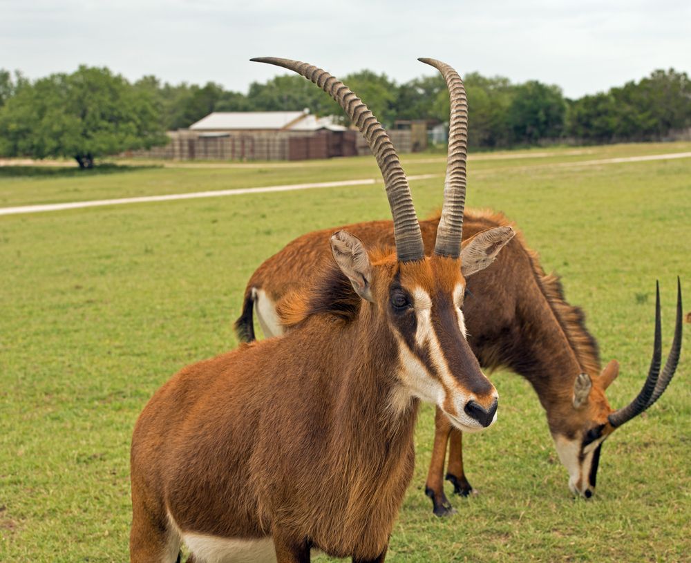 View of Fossil Rim Wildlife Center