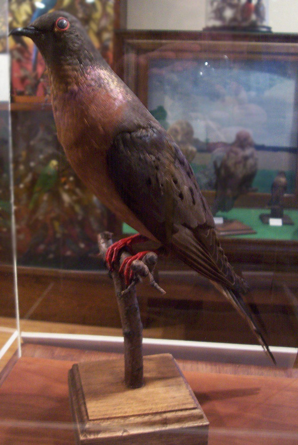 A pigeon in Hoard Historical Museum