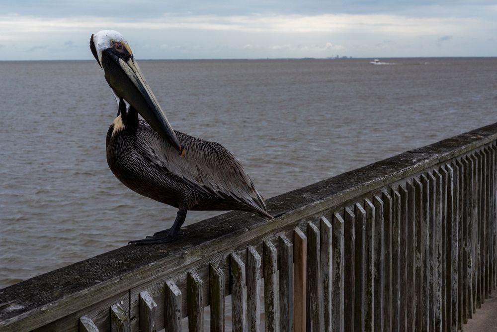 A pelican perched on Fairhope Municipal Pier's railing