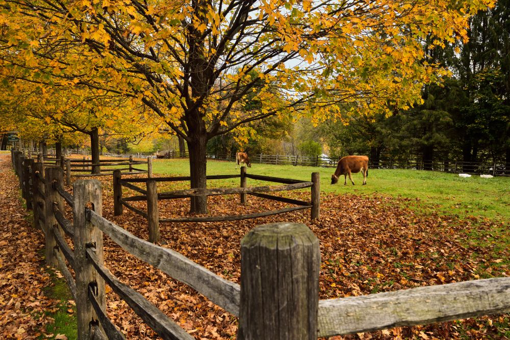 Beautiful View of Billings Farm & Museum