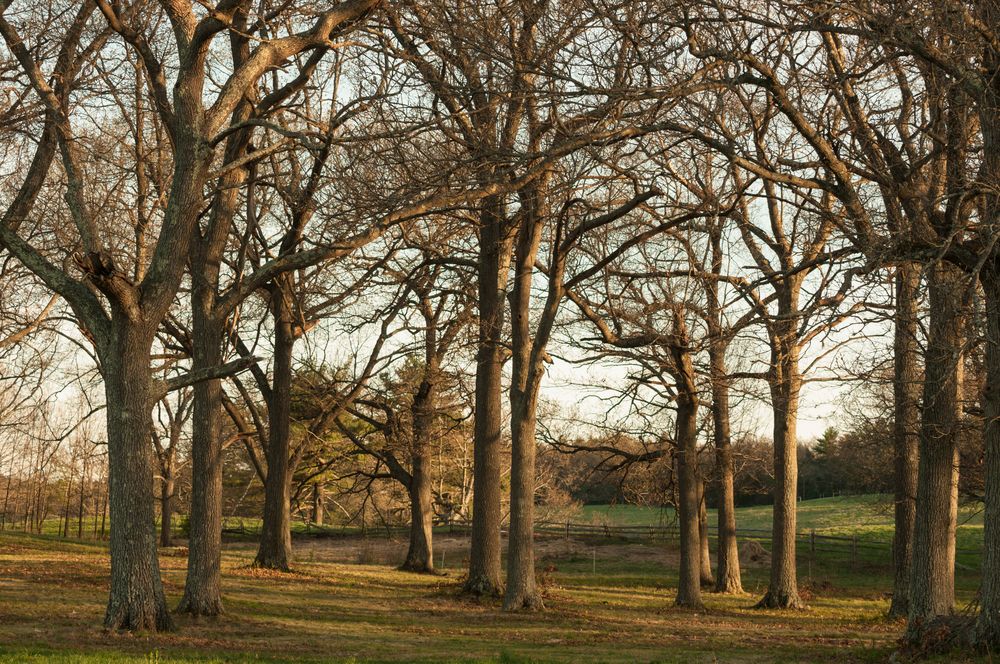 View of grove of trees inside the Appleton Farm.