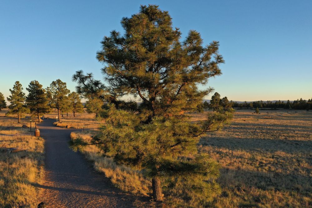 Trail at Buffalo Park