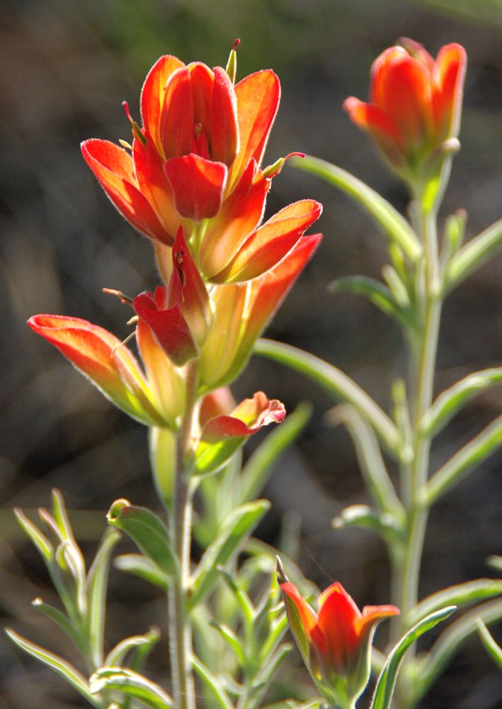 Flowers at Buffalo Park