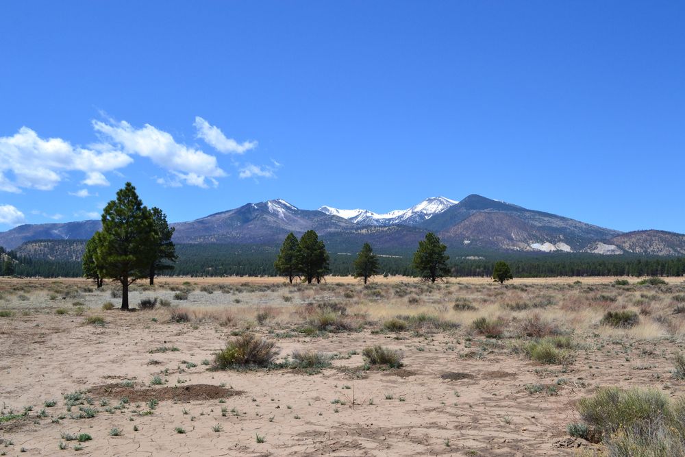 Landscape of Coconino National Forest