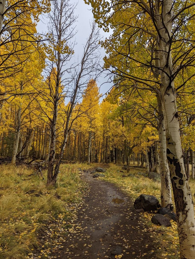 Nature trail at Coconino National Forest