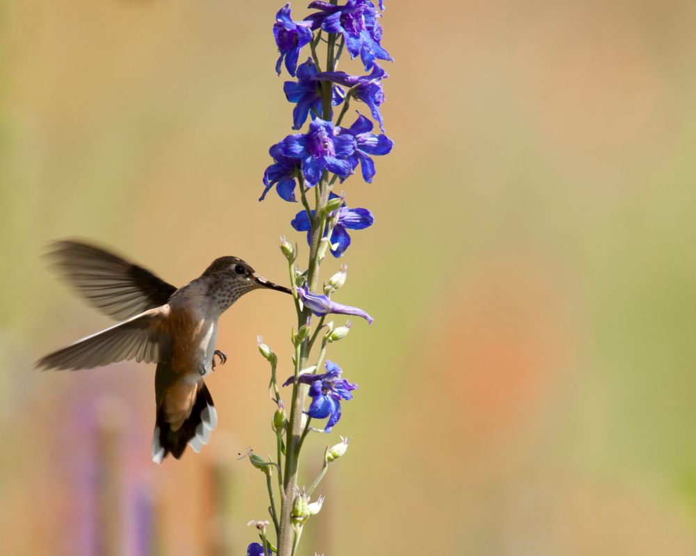 Hummingbird on a flower at The Arboretum at Flagstaff