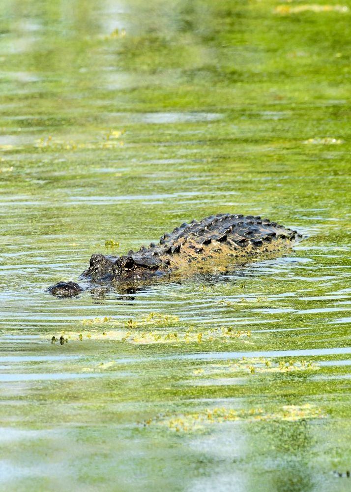 An alligator swimming at Brazos Bend State Park