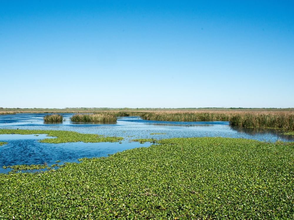 The waters of Brazos Bend State Park