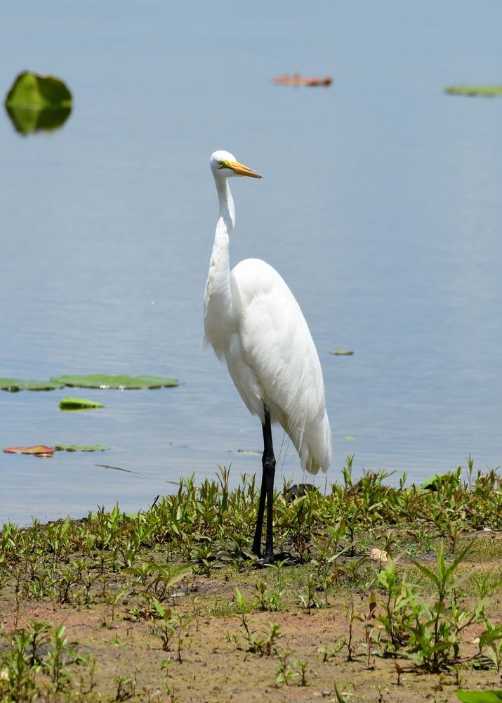 An egret at Brazos Bend State Park
