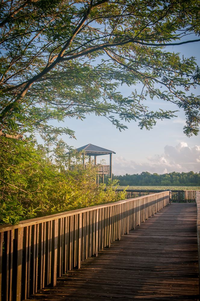 Boardwalk at Cullinan Park
