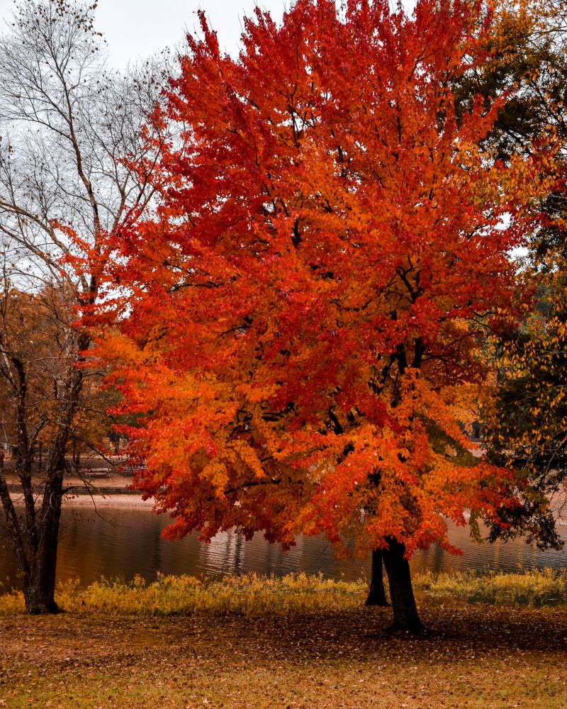 Vibrant trees near the water of Beaverfork Lake Park