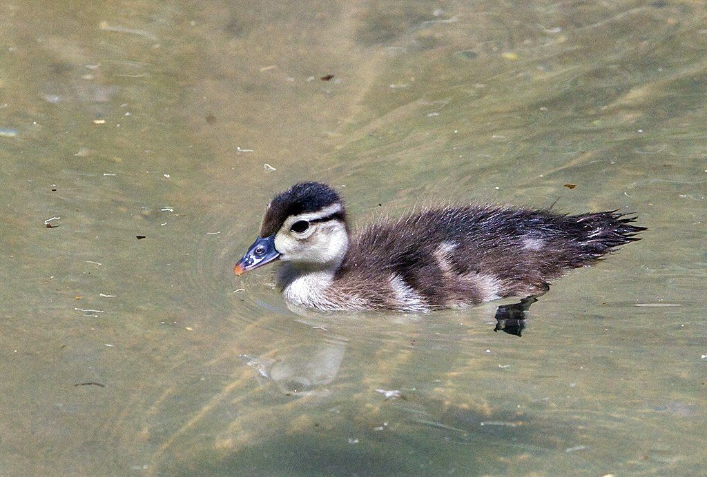 A wood duck on the waters of Fresno Chaffee Zoo