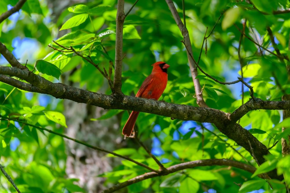 Bird perched on a tree at Chattahoochee Nature Center