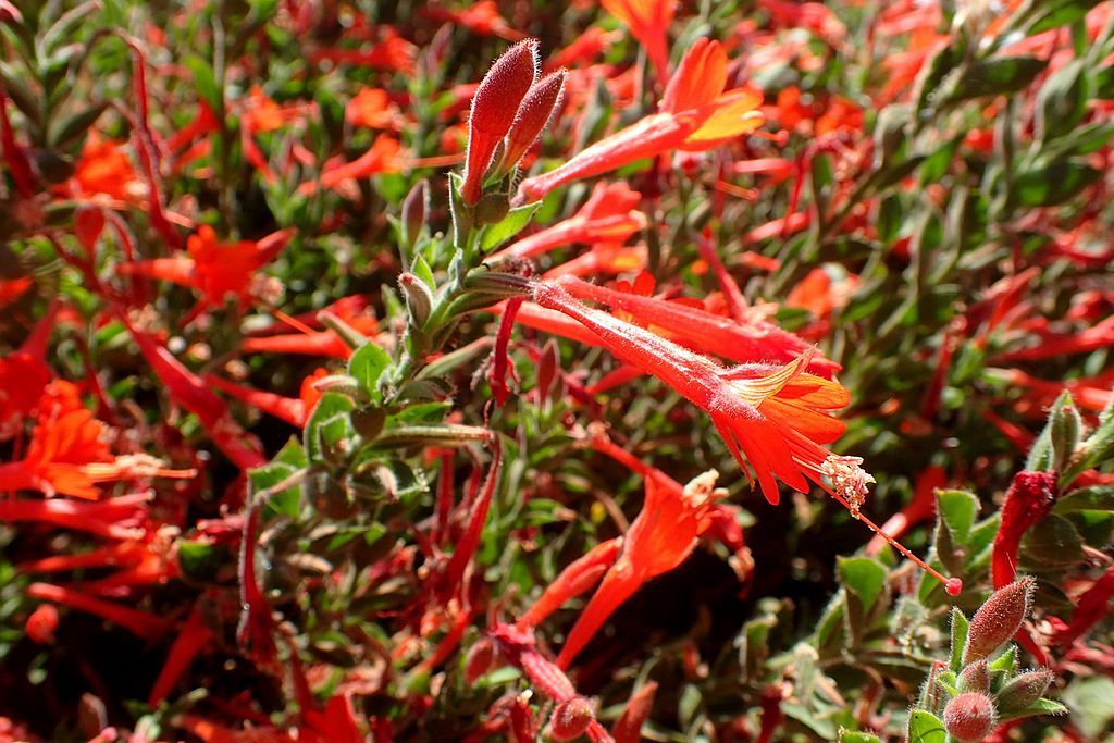 Bright flowers at Clovis Botanical Garden