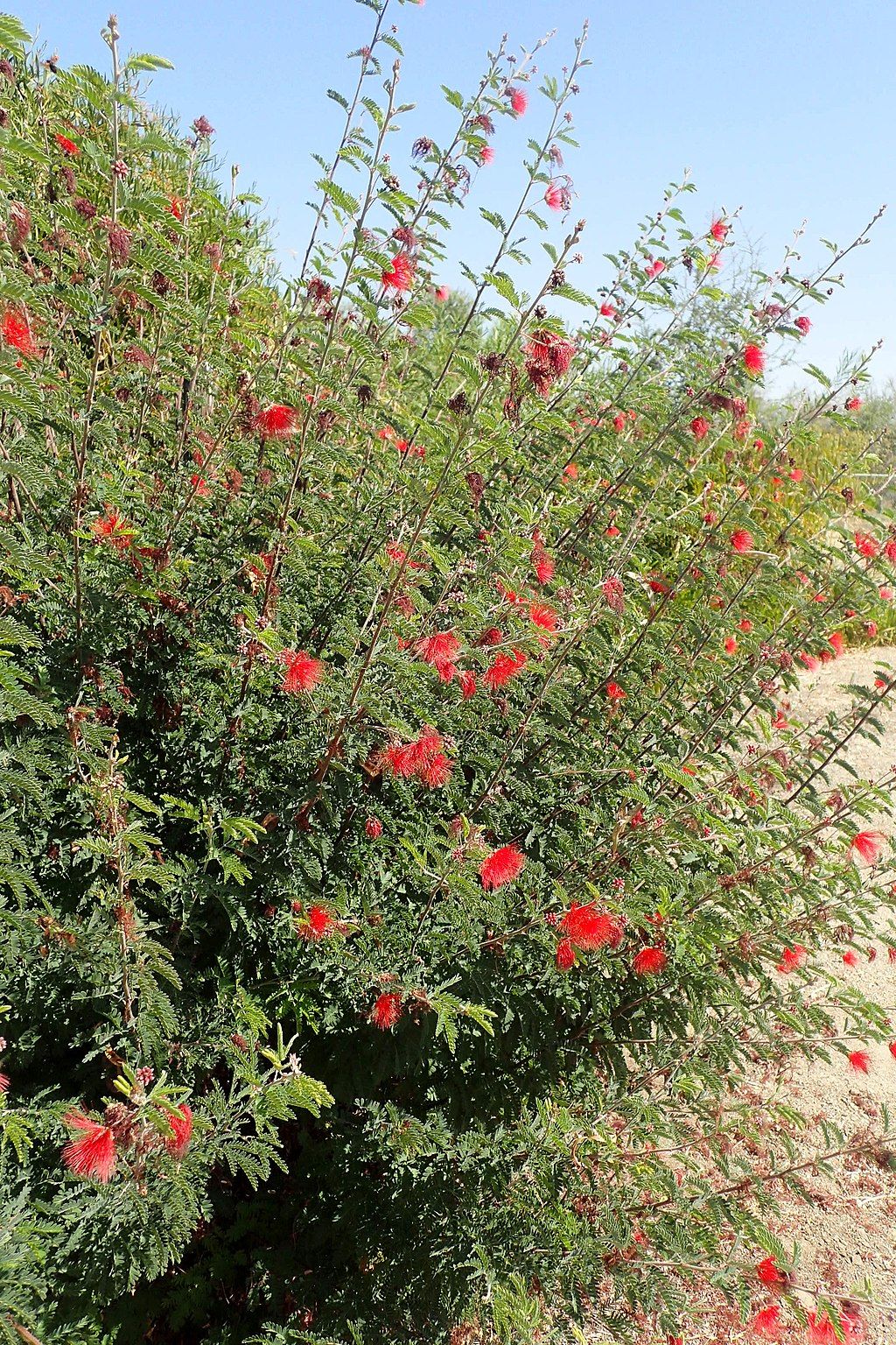 Plants at Clovis Botanical Garden