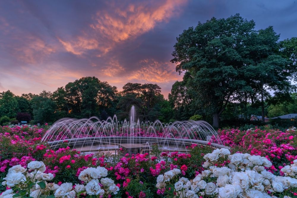 Scenic view of Columbus Park of Roses