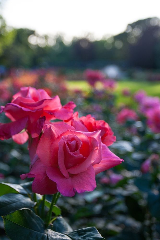 Pretty flowers at Columbus Park of Roses