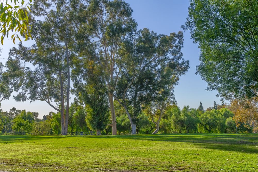 Tall trees surrounding Craig Regional Park