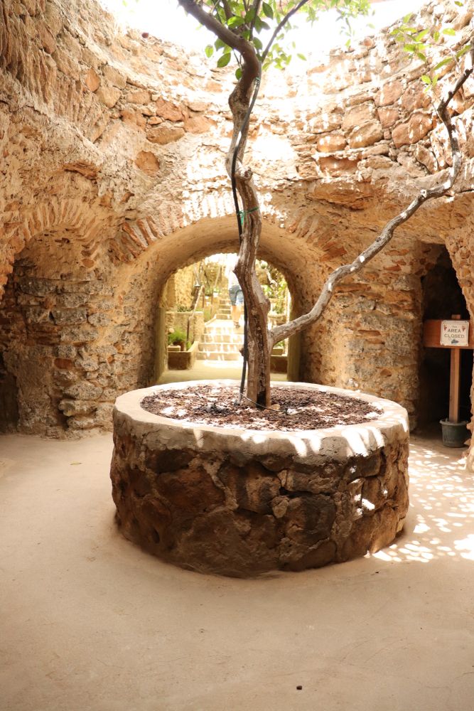 A tree at Forestiere Underground Gardens