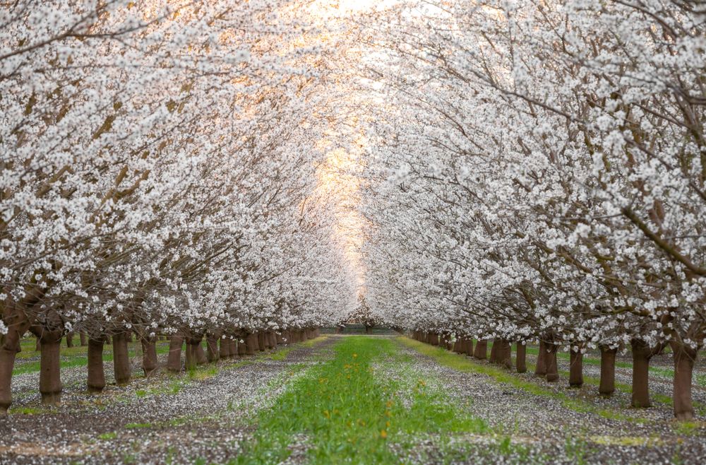 View of the beautiful Fresno County Blossom Trail