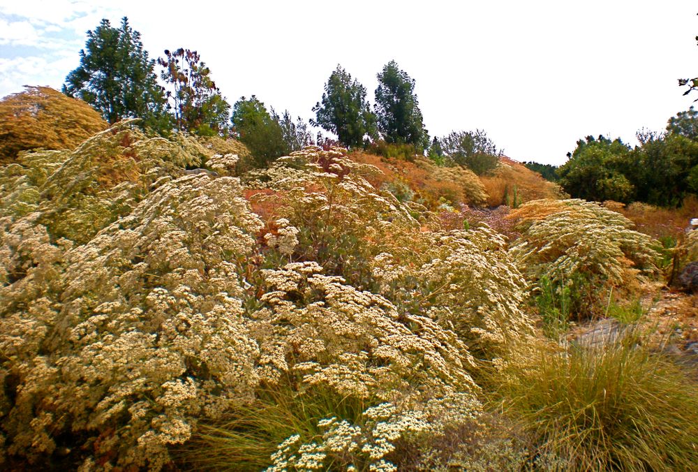 Colorful flora at Fullerton Arboretum