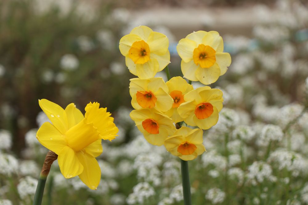 Pretty flowers at Fullerton Arboretum