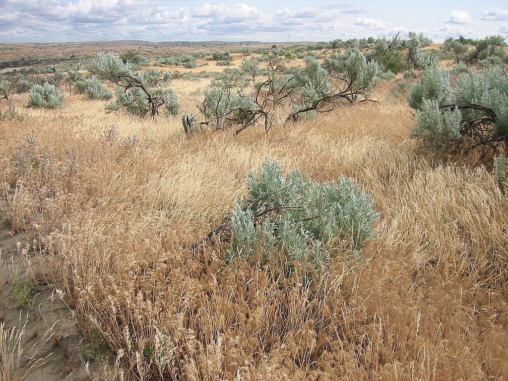 Daytime view of Juniper Dunes Wilderness