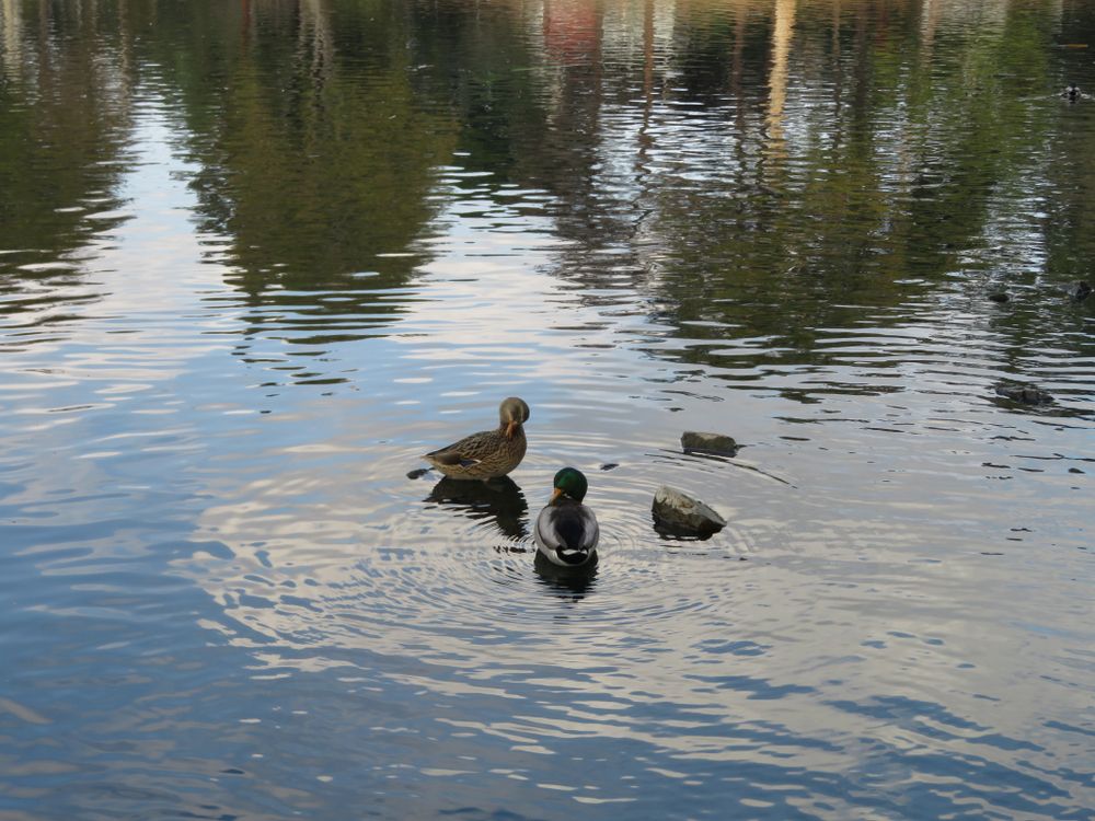 Ducks on the water of Laguna Lake Park