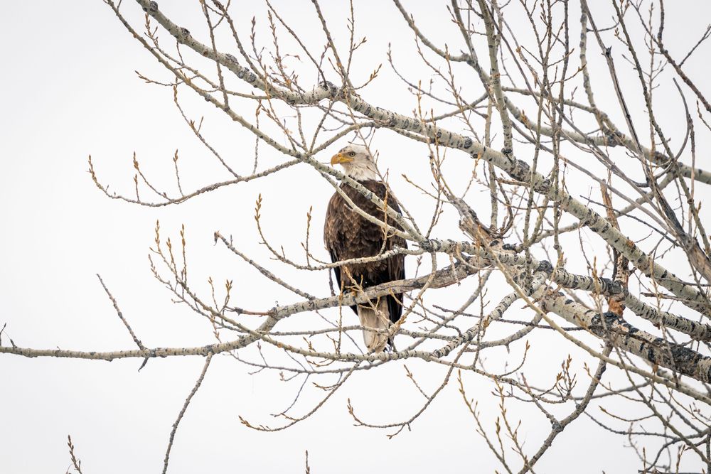 A bird perched on a tree at Red Fox Meadows Natural Area