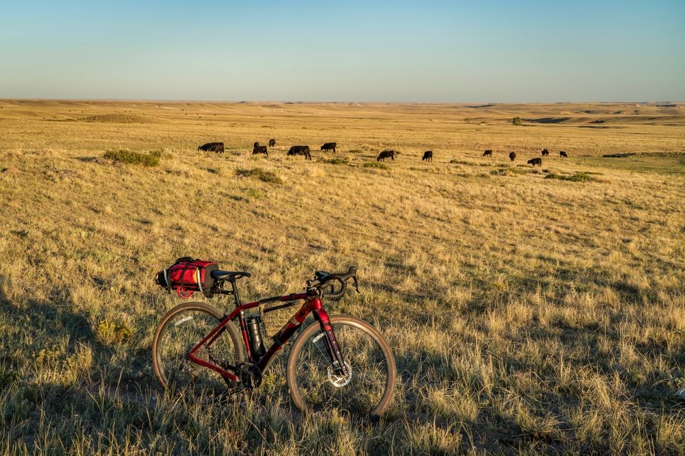 Animals at Soapstone Prairie Natural Area