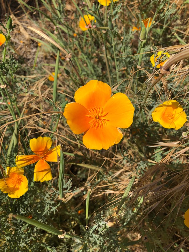 California poppies at Woodward Park