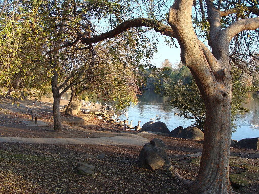 Geese near the waters of Woodward Park