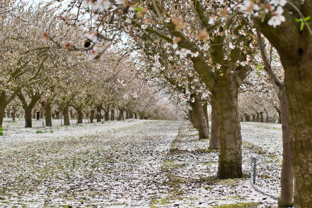 White blossom trees along the Blossom Trail