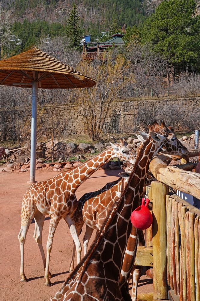 Giraffes at Cheyenne Mountain Zoo