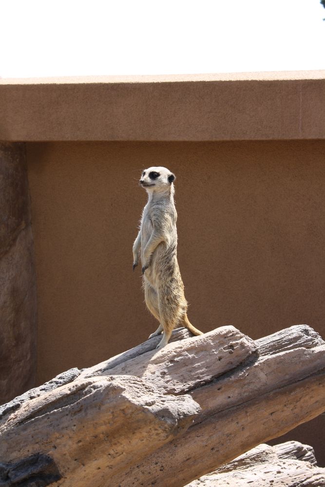 A meerkat at Cheyenne Mountain Zoo