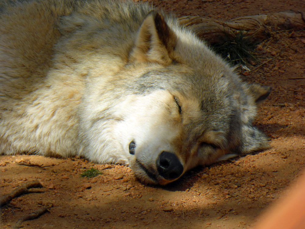 A sleeping wolf at Colorado Wolf and Wildlife Center